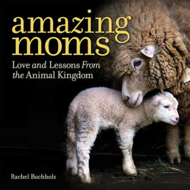 https://scientificbooks.net/sb/GUBnKWXTjD9jZF1GDN.jpeg